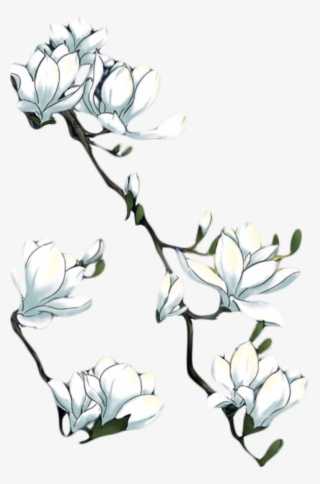 Hand Painted Magnolitransparent Decorative Element - Portable Network Graphics