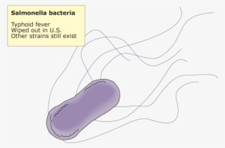Salmonella Sp - - Lilac