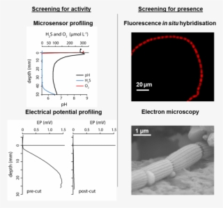 Overview Of The Methods That Demonstrate Cable Bacteria - Cable Bacteria
