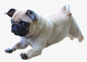 60 Images About 貼り付け。 On We Heart It - Dog Running Transparent Background