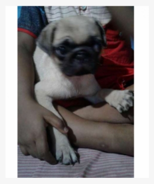 1 / - Pug