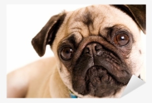 Pug