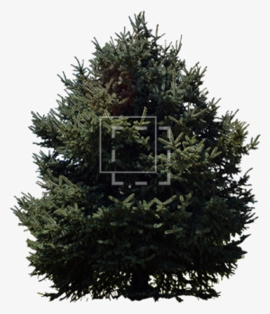 Norway Spruce Tree - Tree