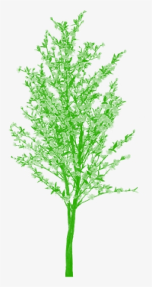 Free Tree Png Clipart Vector Cartoon, Tree Png Plan, - Tree