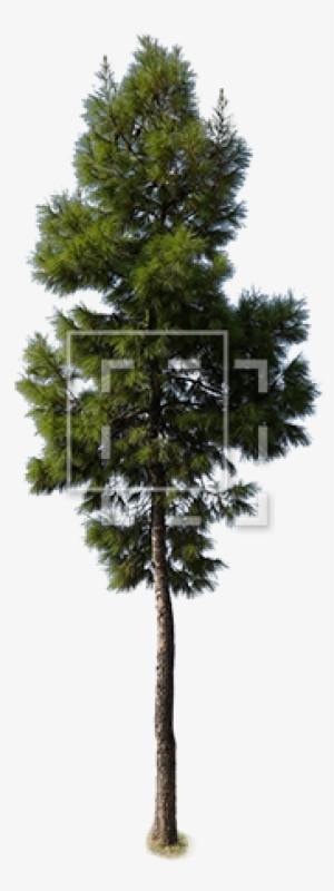Evergreen Tree Growing Up Strong - Scots Pine