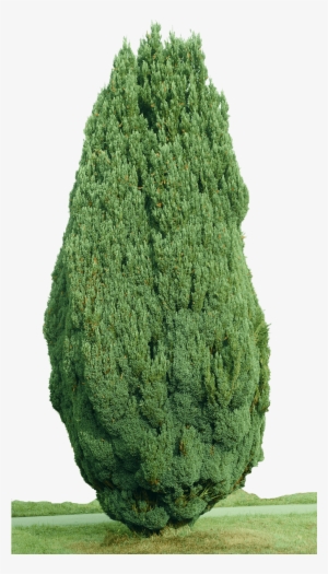 Cypress Tree Png - Portable Network Graphics