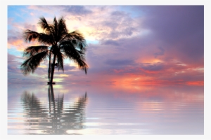 Nature Palm Water Beach Background Backgrounds - Beach Sunset