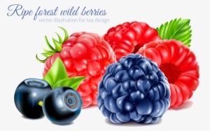 Frutti Di Bosco Raspberry Fruit - Blackberry And Raspberry Vector