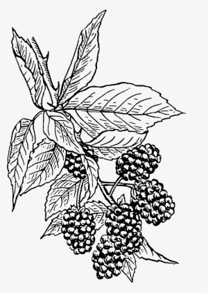 Berry - Blackberry Drawing
