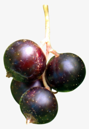 Download Black Currant Berries Png Image - Berries Png