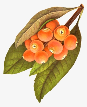 Digital Rowan Berry Download - Vintage Berries Png