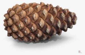 4 Pine Cone Royalty-free 3d Model - 3d Computer Graphics