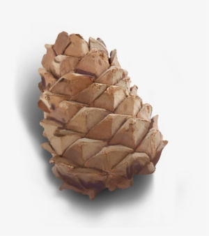 Ui Tx Metainventory Souvenirs Pinecone - Texas