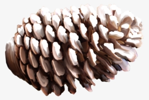 Pine Cone Png - Nut Pine Png