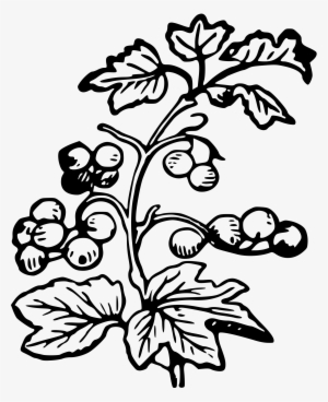 This Free Icons Png Design Of Branch And Berries