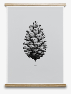 Pine Cone Print By Paper Collective