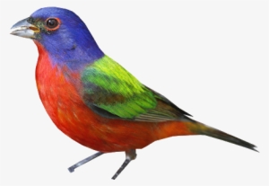 Bunting Png - Painted Bunting
