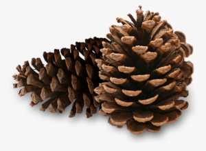 Pinecones - Pine Cones