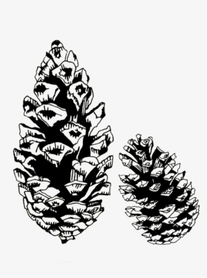 Pinecones - Conifer Cone