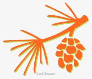 Pine Leaves And Pinecone Royalty Free Vector Clip Art