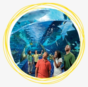 Buy Tickets - Things To Do In Smoky Mountains