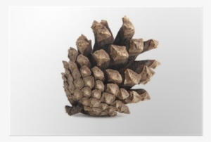 Casuarina