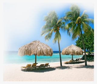 Curacao Palms