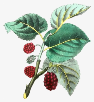 Images From Biodiversity Heritage Library - Botanical Illustration