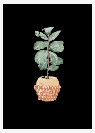 Still Life Photography