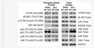 Representative Blots For The Mtor Fig And The Mapk - Common Fig
