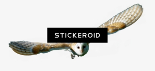 Barn Owl Hd Birds - Barn Owl