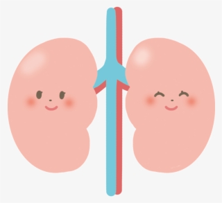Picture Of Kidney - 腎臓 の イラスト