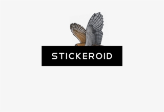 Barn Owl Pic Birds - Fish