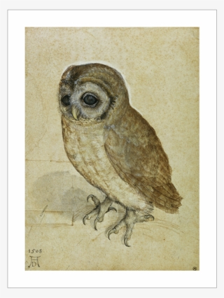 Durer Little Owl 1508 Web