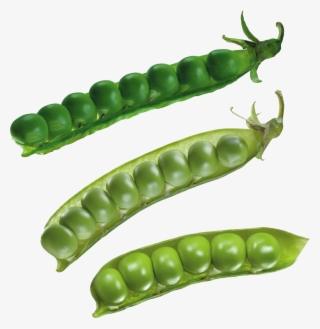 Pea Png, Download Png Image With Transparent Background, - Bean