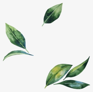 Watercolor Leaves Png Transparent Image