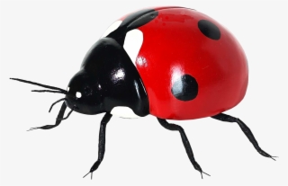 Coccinella Septempunctata Insect Icon Transprent - Seven-spot Ladybird