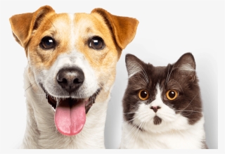 Experience The Difference - Cat & Dog Hill's