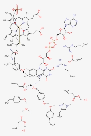 Glu380 Deprotonates The Activated Fad599, Resulting - Diagram