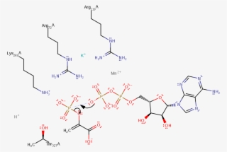 Phosphoryl Transfer From Pep To M Adp Occurs By An - Diagram