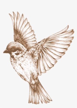 Bird Png 21, Buy Clip Art - Maya Angelou Quotes I Know Why The Caged Bird Sings