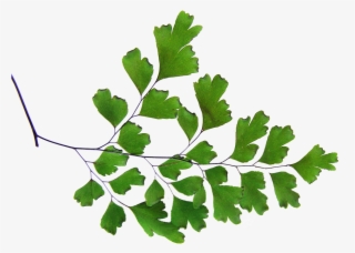 Fern, Maiden Hair, Plant, Cut Out - Planta Doncella De Cabello
