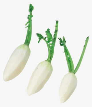 Radish Png, Download Png Image With Transparent Background, - Root Vegetable