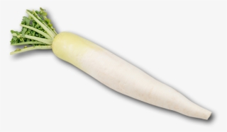 Japan Radish - Daikon