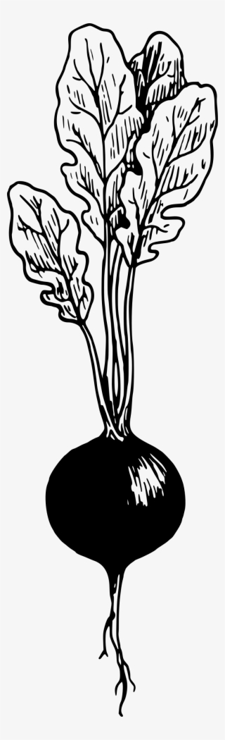 Big Image - Black And White Radish Clip Art