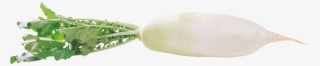 Radish