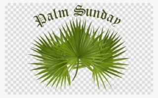 Download Palm For Palm Sunday Clipart Palm Trees Palm - Sunday Palm 2017