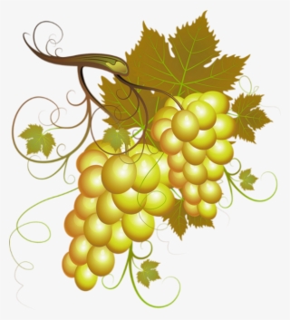 Vendanges Clipart