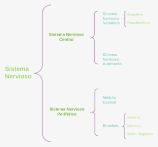 Ejemplos Plantillas De Cuadros Sinópticos Lucidchart - Diagram