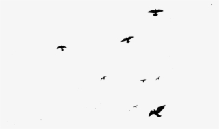 2012 - Flying Birds Png Gif